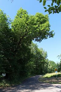 Druhý památný dub u křižovatky