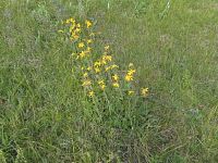 Arnika - prha chlumní