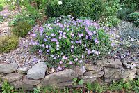 Neznámá odrůda kakostu