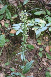 Kruštík širolistý