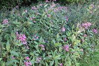 Invazivní netýkavka žláznatá