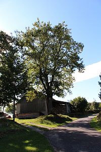 Jasan nedaleko kaple