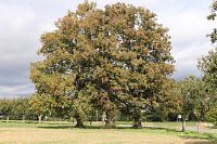 Víska Malé Hydčice a staleté lípy.