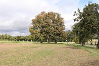 Pohled na lípy od vsi