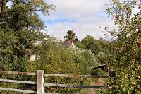 V pozadí koruna památné lípy