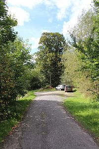 Stará lípa u cesty k řece Otavě