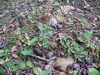 Poslední květ u studánky, astra.