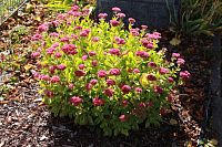 Rozchodník velký vysazený u pomníku.