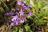 Přírodní památka s kritický ohroženým hořečkem u Pohorska.