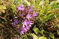 Další velmi hezká rostlina