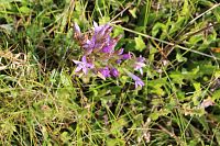 Jedna z menších rostlin