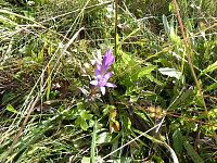 Rostlina z místa s hustým porostem