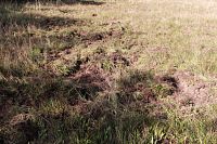 Činnost divočáků