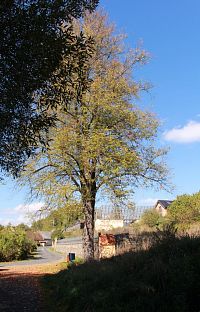 Pohled na lípu a kapli