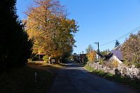 Pohled na staletou lípu