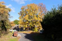 Pohled na staletou lípu