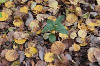 Kruštík tmavočervený