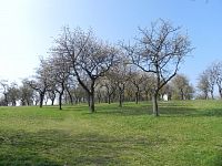 Třešňový sad u pod pomníkem