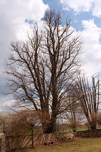 Nicovská lípa srdčitá.