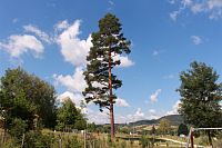Borovice, nejvyšší strom parku