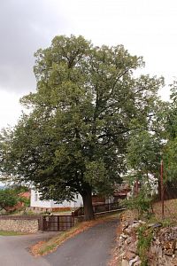 Lípa na druhé straně ulice