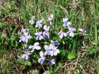 Květina jara -  violka psí