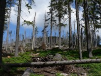 Zničený les na svahu Jezerní hory