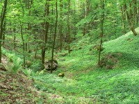 Potštejn, hradní příkop na východní straně