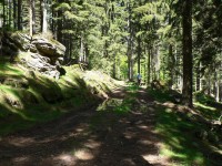 Silberberg, stará lesní cesta