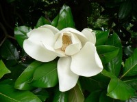Lugano, květ magnolie