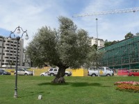 Lugano, stará oliva