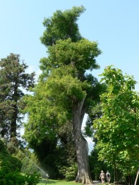 Isola Madre, stará borovice