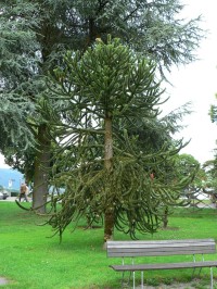 Lindau, vzácná araucaria - blahočet