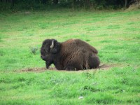 Zubr severoamerický - Bison bison