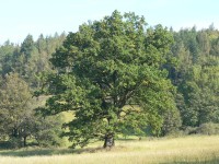 Chráněný dub u Nemilkova