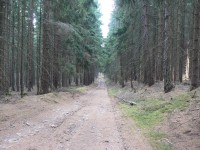 Vidhošť, lesní cesta