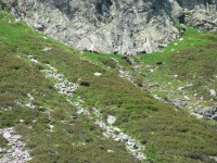 Tessinské Alpy, kravičky ve výšce 2000 m