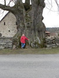 Nejmohutnější lípa Plzeňského kraje.