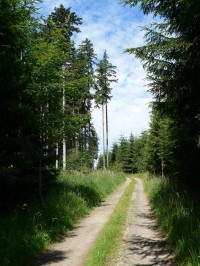 Kalovy, lesní cesta