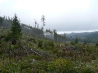 Záběr zničeného lesa