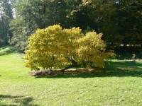 Chanovice, krása podzimu