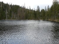 Prášilské jezero SZ břeh