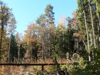 Les v okolí Maňovic
