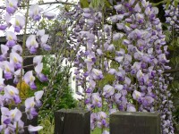 Kvetoucí wistarie čínská
