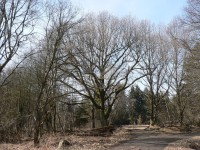 Starý dub u Plichtic