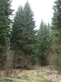 Les při cestě do Lukoviště