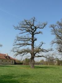 Zámecký park Milotice, starý dub