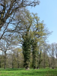 Zámecký park Milotice, strom obrostlý břečťanem