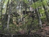 Bukový les a skály