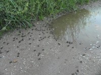 Panský-nezamyslický rybník, malé žabky
